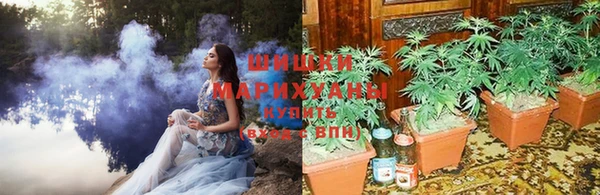 PSILOCYBIN Бородино